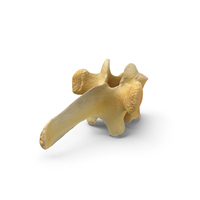 Kangaroo Red Necked Wallaby Macropus Rufogriseus Thoracic Vertebrae TH7 PNG & PSD Images