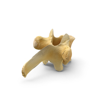 Kangaroo Red Necked Wallaby Macropus Rufogriseus Thoracic Vertebrae TH8 PNG & PSD Images