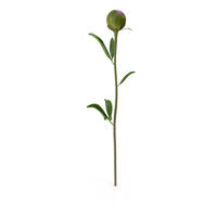 Violet Closed Peony PNG & PSD Images