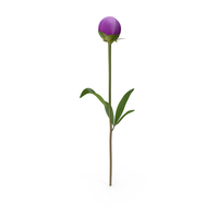 Violet Peony PNG & PSD Images