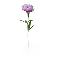 Peony PNG & PSD Images