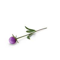 Violet Peony PNG & PSD Images