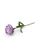 Peony PNG & PSD Images