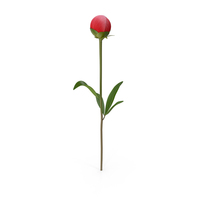 Red Peony PNG & PSD Images