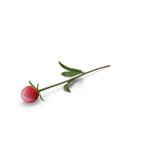 Red Peony PNG & PSD Images