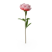 Peony PNG & PSD Images