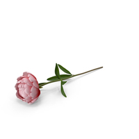 Peony PNG & PSD Images