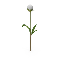 White Peony PNG & PSD Images
