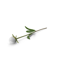 White Peony PNG & PSD Images
