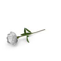 Peony PNG & PSD Images