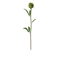 Yellow Closed Peony PNG & PSD Images