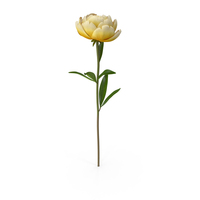 Peony PNG & PSD Images