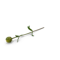 Closed Yellow Peony PNG & PSD Images