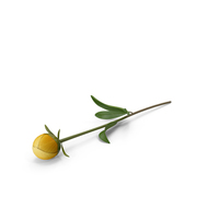 Yellow Peony PNG & PSD Images