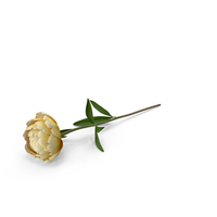 Peony PNG & PSD Images