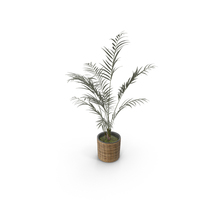 Room Palm PNG & PSD Images