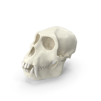 Vervet Monkey Skull PNG & PSD Images