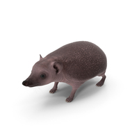 Bald Hedgehog PNG & PSD Images