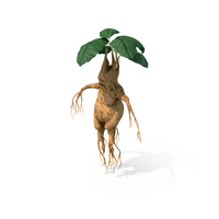 Mandragora PNG & PSD Images