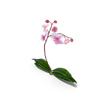 Phalaenopsis Orchid Plant PNG & PSD Images