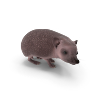 Bald Hedgehog Standing PNG & PSD Images