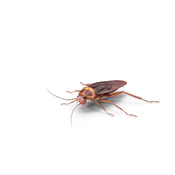 Flying Red Cockroach PNG & PSD Images