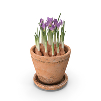 Spring Flowers PNG & PSD Images