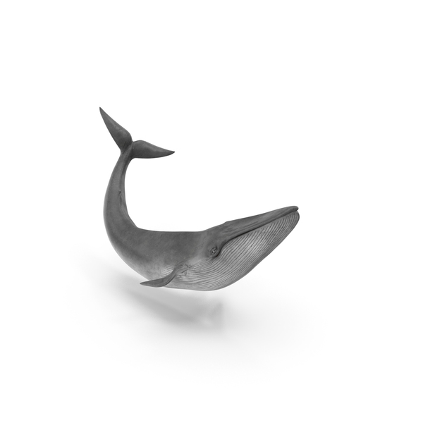 Balaenoptera Musculus Swimming Pose Fur PNG & PSD Images
