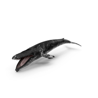 Baleen Whale Balaenoptera Musculus Old Fur PNG & PSD Images