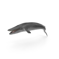 Sea Mammal Blue Whale Resting Pose Fur PNG & PSD Images
