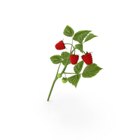 Raspberry PNG & PSD Images