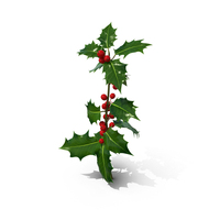 Mistletoe Sprig Holly PNG & PSD Images