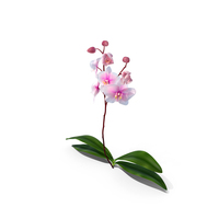 Pink Whispers Exotic Orchid Plant PNG & PSD Images
