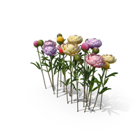 Colorful Peonies PNG & PSD Images