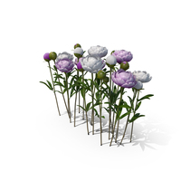 Violet & White Peonies PNG & PSD Images