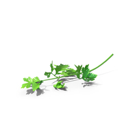 Heap of Parsley Leaves PNG & PSD Images