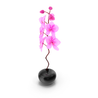 Pink Orchid In Black Vase PNG & PSD Images