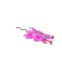 Small Stem of Pink Orchid PNG & PSD Images