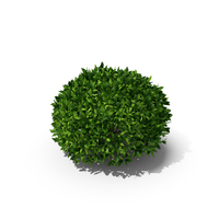 Green Tea Tree Round PNG & PSD Images