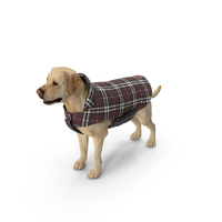 Labrador Wearing Brown Coat PNG & PSD Images