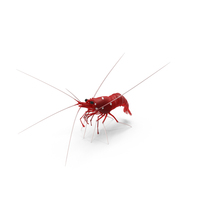Red Blood Cleaner Shrimp Fur PNG & PSD Images