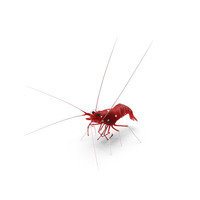 Scarlet Skunk Cleaner Shrimp Fur PNG & PSD Images