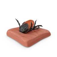 Tick Stuck In Skin Fur PNG & PSD Images