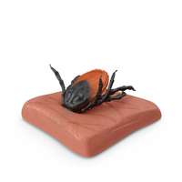 Tick Stuck in Skin PNG & PSD Images