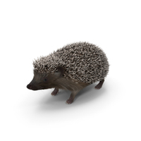 Hedgehog Black Fur PNG & PSD Images