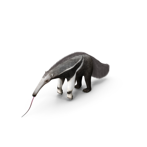 Anteater Standing Pose PNG & PSD Images