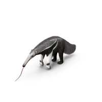 Anteater Standing Pose PNG & PSD Images
