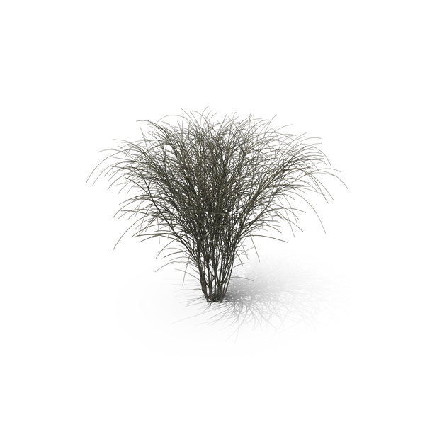 Barberry Bark PNG & PSD Images