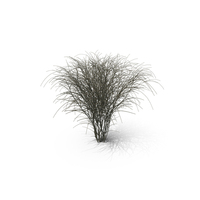 Barberry Bark PNG & PSD Images