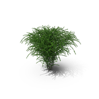 Berberis Green Bush PNG & PSD Images
